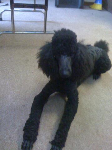 Who Is William Penn >> William Penn Poodle Club Who Is William Penn >> William Penn Poodle Club